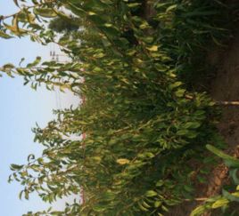 伯乐树：神秘的草药宝库