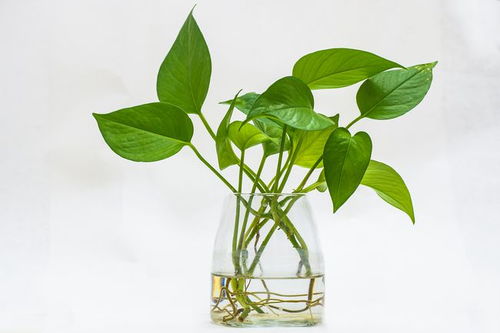 一、绿萝：生命之花，生命力顽强