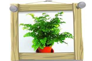 揭秘卧室花卉助眠秘籍