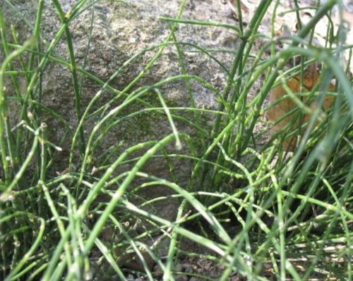 耐干旱的草种大揭秘