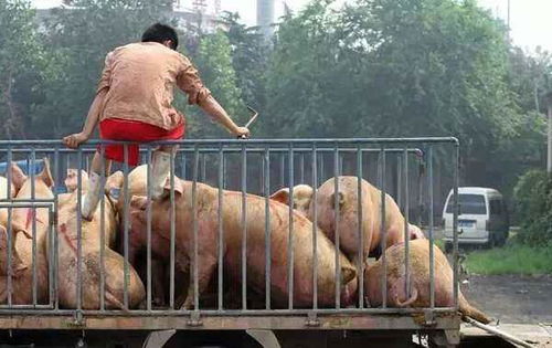 楼房养猪规划三部委，如何避坑