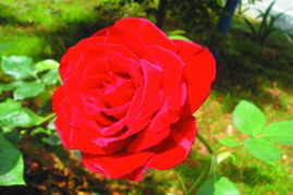 班粝岩月季：黑红色的花朵， 太阳照射下颜色变化，品种稀有