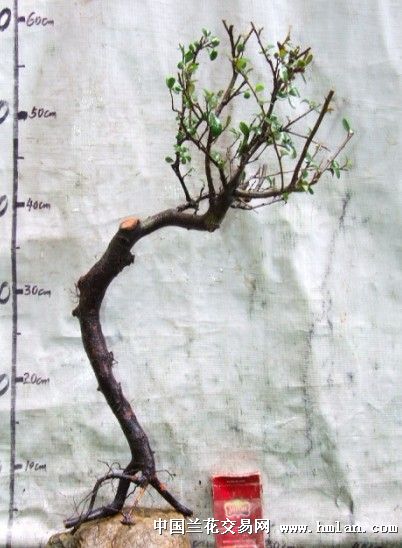 火棘盆景，辣味十足，如何养出独特造型和旺盛生命力？