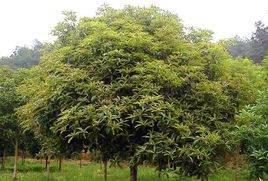 庭院种植什么树既实用又美观？桂花树如何