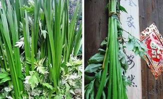 菖蒲在什么季节和具体时间最适合进行分株