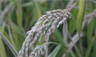 谷田草净：播后芽前的谷子除草利器