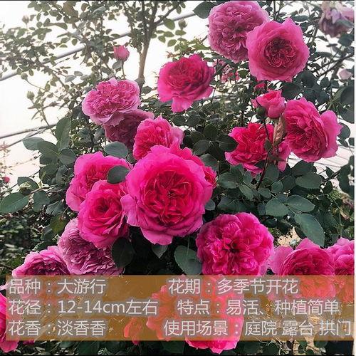 月季花， 夏日里的美丽点缀