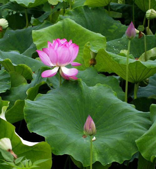 “荷花冬季养护秘籍，冬季保存攻略！”