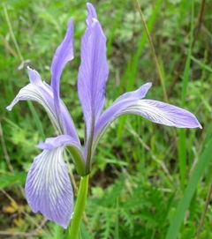 宿根花卉的养护