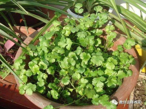 香菜出芽慢， 要耐心等