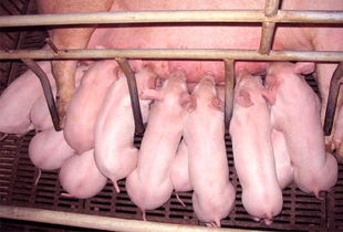 新生哺乳苗猪管理：注意保暖、营养、卫生