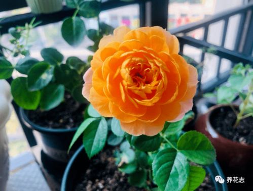 种植位置：地势高一点梗平安