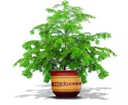 红豆杉种植，选对盆大小！