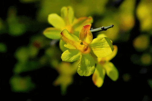 迎春花，又名金梅