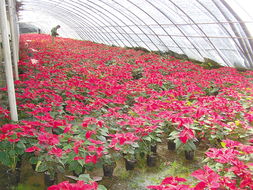 西藏花卉北方难养活？揭秘三大品种冬季存活率