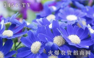 瓜叶菊怎么养？新手必看超简单养殖技巧