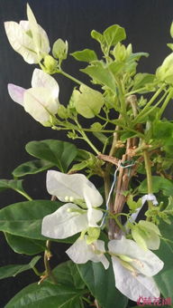 樱花树，春天的使者