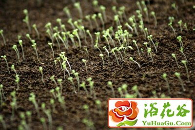 第一步：温水浸泡