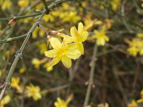 柳树与迎春花的结构大揭秘