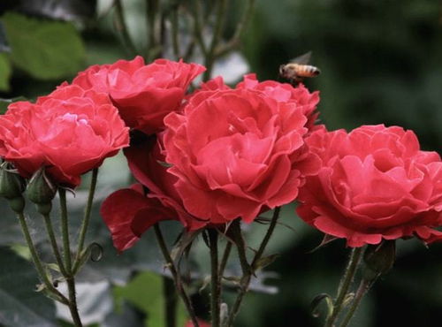 月季花的色彩斑斓世界