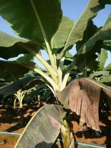 私信解答， 防治方法大揭秘