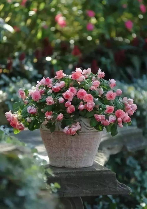 养这些小花要注意什么呢？