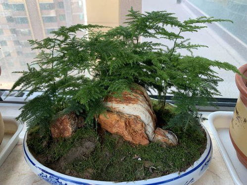 文竹养护秘籍：快速打造旺盛绿植的秘诀！