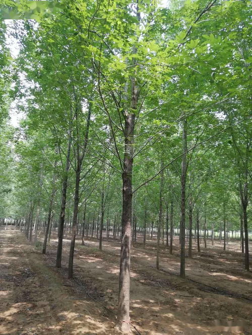 冬季苗木种植，那些美丽的树种