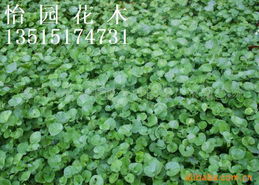 考虑种子质量：确保所选品种的种子质量符合标准