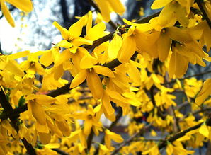 花瓣数量是区分的关键