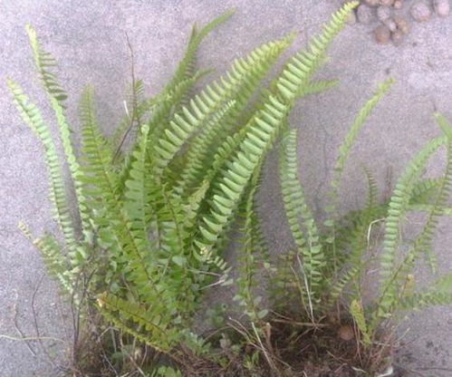 天文草野生于荒野，药用价值高
