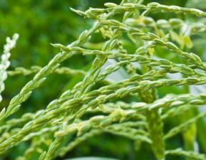 柴胡根系的特点