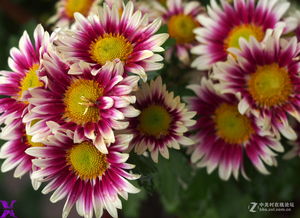 五彩的菊花：秋天的色彩盛宴
