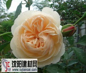 月季花的美丽传说