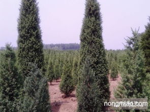 桧柏种植那些事儿