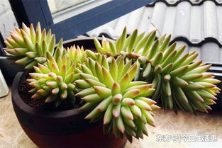 千佛手快速爆盆技巧，开花时间揭秘