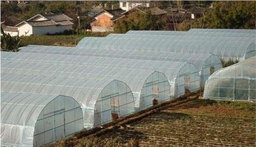 市场需求量大的蔬菜品种