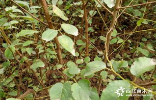 光照，杏树的小太阳