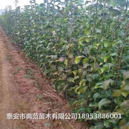 香泡树苗不活，问题出在哪？