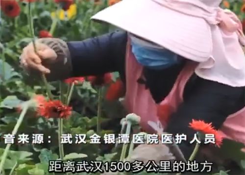 哪种花象征着胜利，其花朵中蕴含着怎样的胜利力量