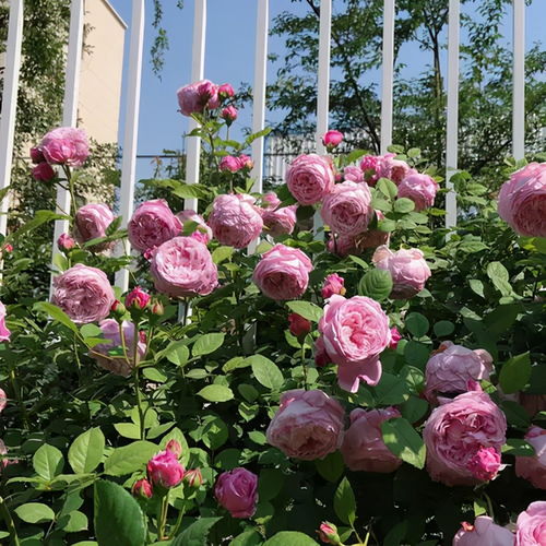 6. 易于养护：不管是盆栽还是地栽，都能较好地适应环境，对养护条件要求不苛刻。