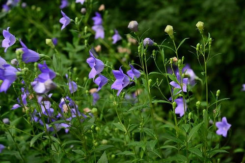 桔梗：美丽与药用的结合