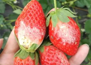 草莓农药残留，真有那么严重吗？