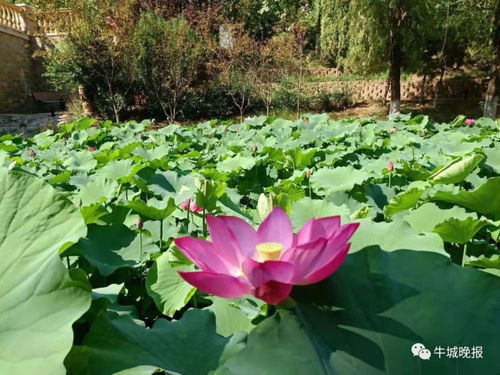 荷花种子种植的奥秘