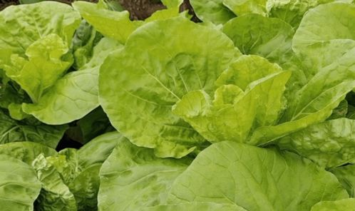 农药喷施后的食用判断