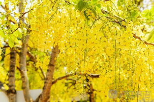 引入吉祥之树， 雅趣与好运相伴