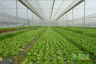 有机蔬菜，守护健康的选择