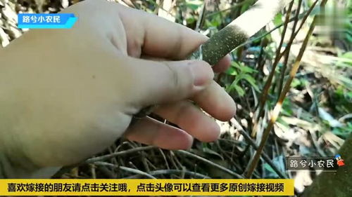 果树嫁接技术怎么操作？手把手教你嫁接果树