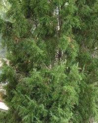 刺柏的寓意与桧柏球是乔木还是灌木有关吗？