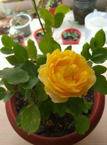 蜻蜓月季：波浪边的独特魅力